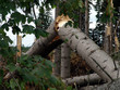 geknickter baum