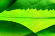 green leafs