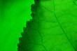 green leafs