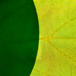 green leafs