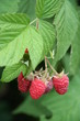 framboises sur tige