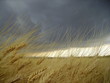 orage au dessus d'un champ