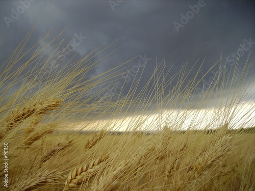 orage au dessus d'un champ