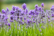 lavender background
