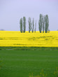 rapsfeld und pappeln