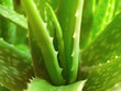 aloe vera  10