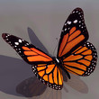 monarch butterfly