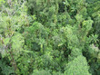australischer regenwald bei kuranda aus der vogelp