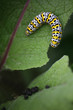 schmetterlingsraupe