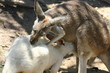 kangourou (1) kangourou (1)