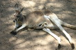 kangourou (4) kangourou (4)