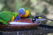 lorikeet (2) lorikeet (2)