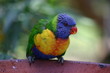 lorikeet (1) lorikeet (1)