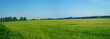 wide field