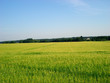 field