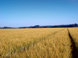 road in a field