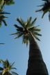 palmtree