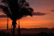 lonely palmtree