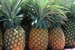 tasty piña