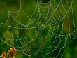 spider-web