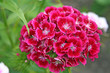 rote bartnelke