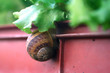 l'escargot gourmand