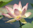 Foto: pink & white lotus bloom pink & white lotus bloom