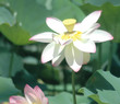 Foto: white lotus in bloom white lotus in bloom