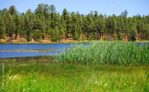 Photo: forest lake 5 forest lake 5