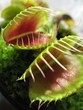 venus fly trap 2