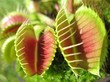 venus fly trap 3