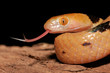 tiger snake tiger snake