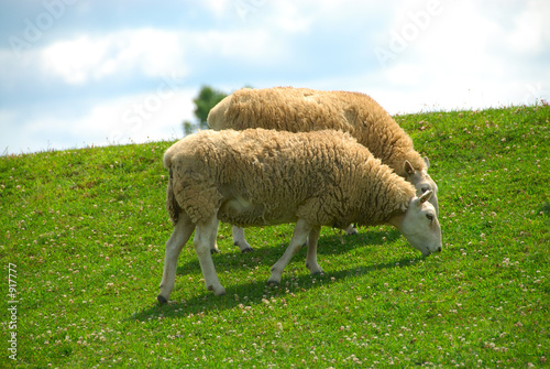 sheep grazing on the hillside