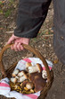 cueillette de champignons cueillette de champignons