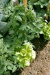légume de jardin