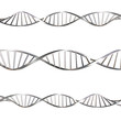 dna strands