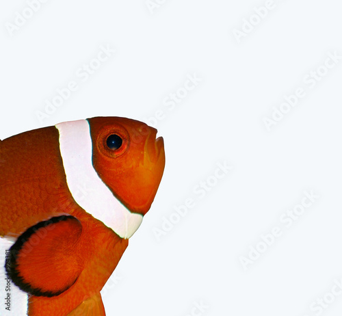poisson clown sur fond blanc