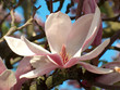 magnolienblüte magnolienblüte
