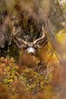 autumn buck