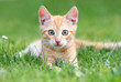 orange kitten