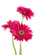 pink gerber daisies