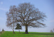 baum 2