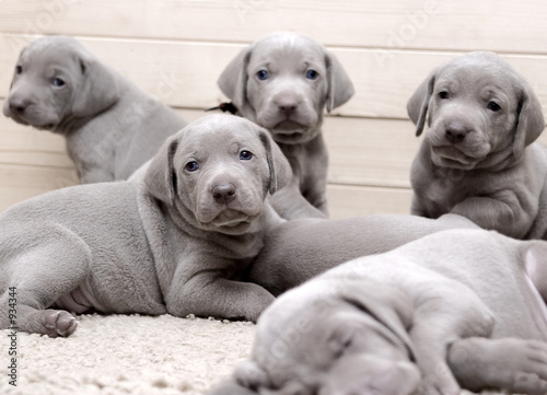 neugierige weimaranerwelpen