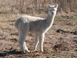 one of our alpacas
