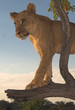 africa lion (panthera leo)
