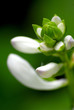 Photo en ligne au meilleur prix flower