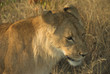 africa lion (panthera leo)