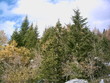 bergwald