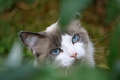 chat au doux regard