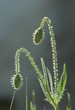 mohnknospe